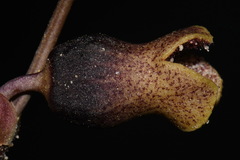 Hexastylis contracta