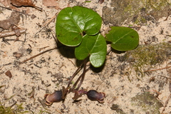 Hexastylis contracta