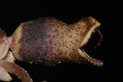Hexastylis contracta