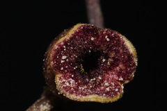 Hexastylis contracta