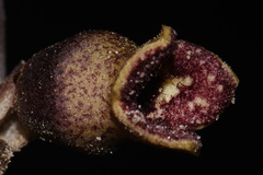 Hexastylis contracta