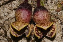 Hexastylis contracta