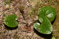 Hexastylis contracta