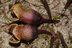 Hexastylis contracta