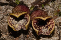 Hexastylis contracta
