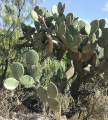 Opuntia lasiacantha
