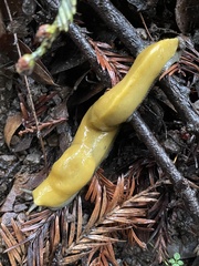 Ariolimax dolichophallus