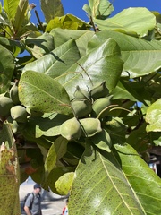 Terminalia catappa