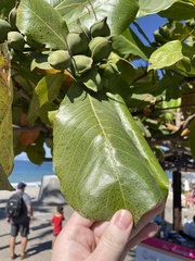 Terminalia catappa