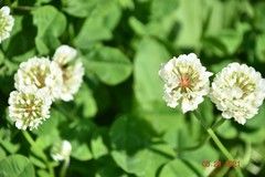 Trifolium repens