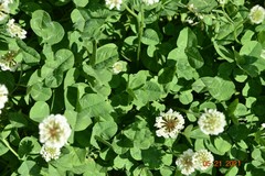 Trifolium repens