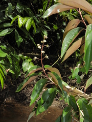 Miconia serrulata