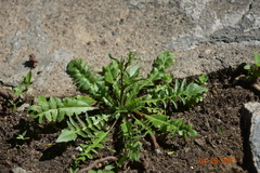 Capsella bursa-pastoris