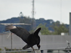Coragyps atratus