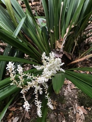 Helmholtzia glaberrima