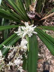 Helmholtzia glaberrima