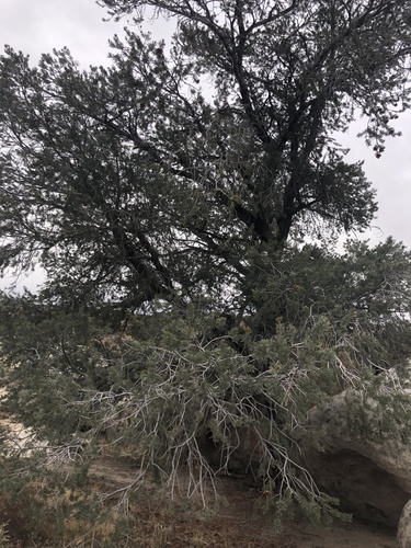 Parry pinyon (Pinus quadrifolia)