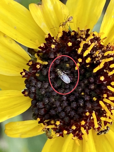 iNaturalist observation photo of Chalcidoid Wasps