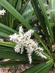 Helmholtzia glaberrima