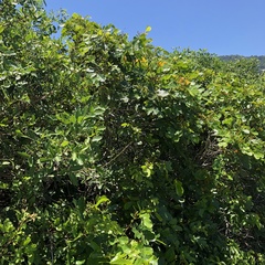 Dalbergia ecastaphyllum