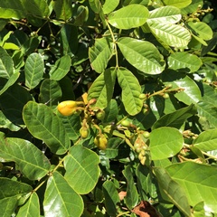 Dalbergia ecastaphyllum