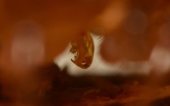 Polydesmus coriaceus