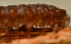 Polydesmus coriaceus