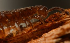 Polydesmus coriaceus