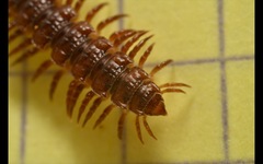 Polydesmus coriaceus