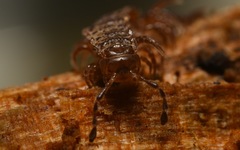 Polydesmus coriaceus