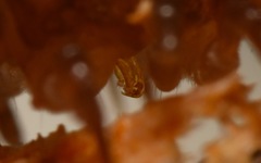 Polydesmus coriaceus