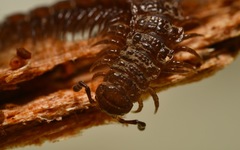 Polydesmus coriaceus