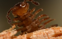 Polydesmus coriaceus