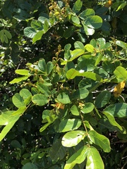 Dalbergia ecastaphyllum