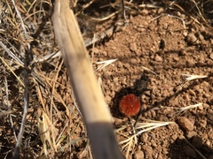 Dasymutilla magnifica