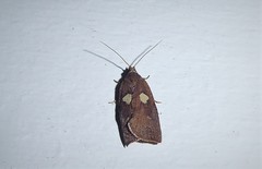 Planotortrix excessana