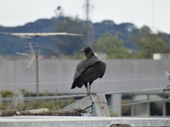 Coragyps atratus
