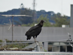 Coragyps atratus