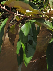 Miconia serrulata