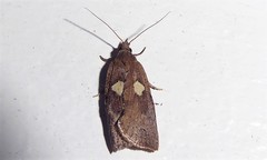 Planotortrix excessana
