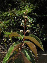 Miconia serrulata