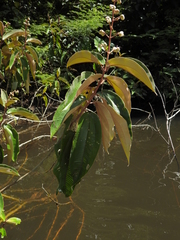 Miconia serrulata