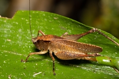 Agraeciini
