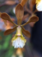 Encyclia aspera
