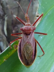 Montina testacea