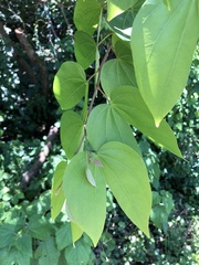 Bauhinia forficata