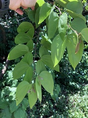 Bauhinia forficata