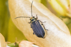 Trirhabda sericotrachyla