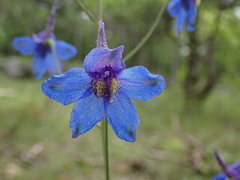 Delphinium treleasei