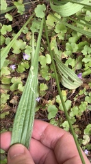 Phytomyza plantaginis